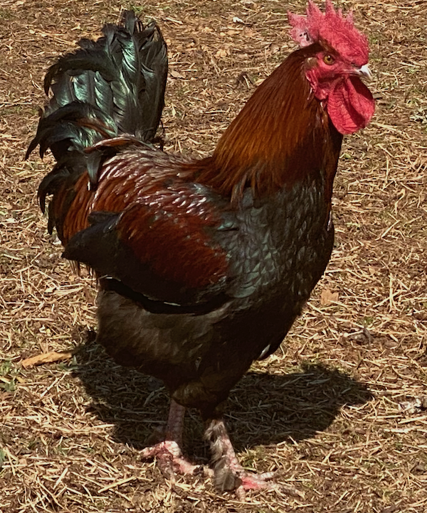 French Copper Maran Rooster