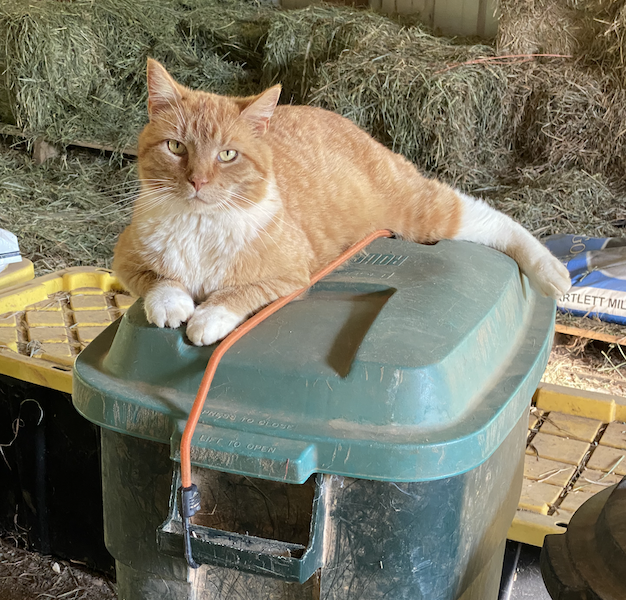 Toby the barn cat