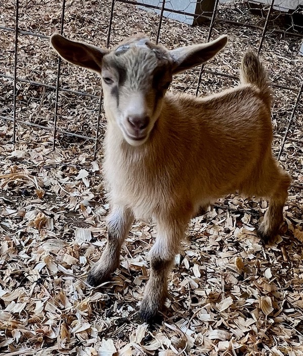 Newborn baby goats